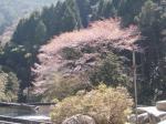 山桜H21
