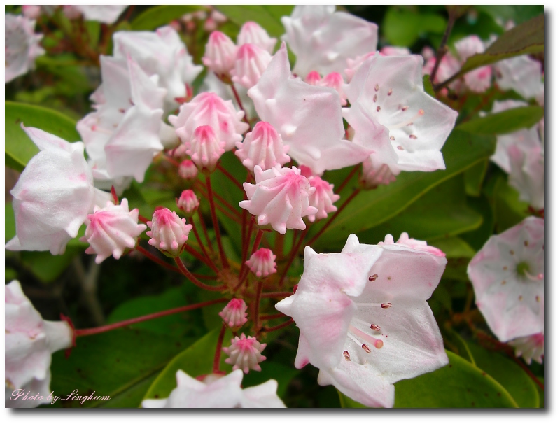 アメリカシャクナゲ 野に咲く花の写真館