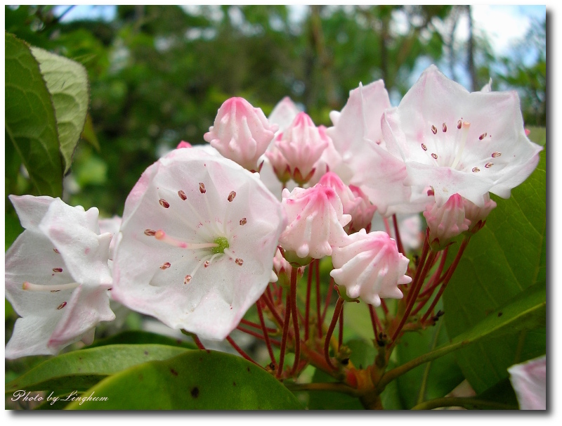 カルミア アメリカシャクナゲ とワシントンの桜と木のスプーン 野に咲く花の写真館