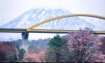 ニセコ大橋と桜