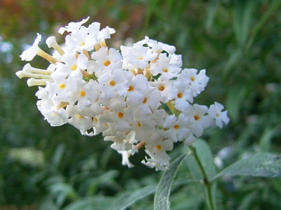 R0029072白い花の灌木何_400.jpg