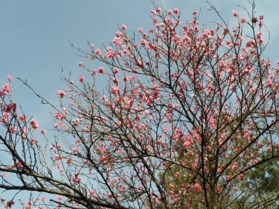 P4030076濃い紅の桜_400.jpg