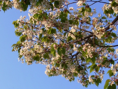 R0030334白い桜の葉_400.jpg