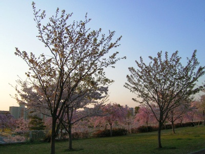 R0030394_NO0561薄緑の桜２本、枝垂れ桜の所_400.jpg