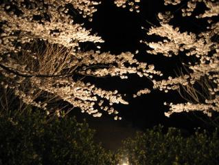 与田切公園の夜桜