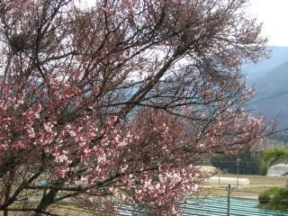 本郷の桜