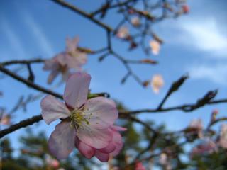山桜　