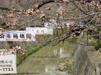 桜と看板