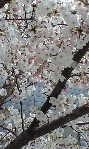 桜　サクラ　…