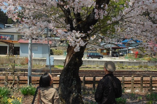 桜の観察