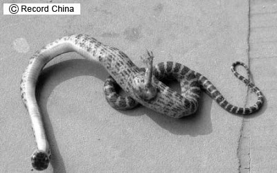 四川省遂寧市のある村で、脚の生えたヘビが発見されたことがわかった。by Record China