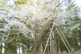 八乙女種まき桜