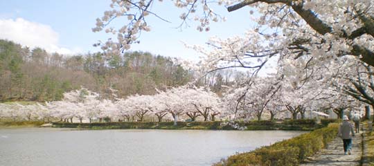 堂の前公園の沼と桜