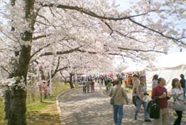 舞鶴山の桜