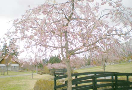 西蔵王公園の桜
